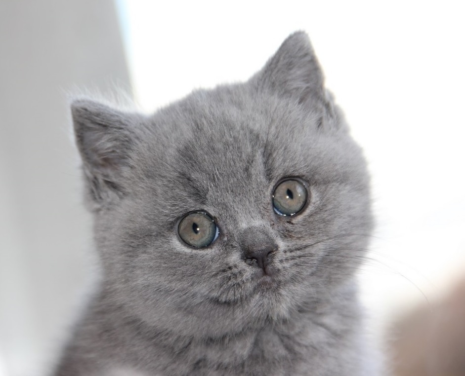 Британская голубая девочка - котенок из питомника Эриданкэтс.