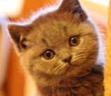 Британская голубая девочка котенок 1.5 месяца eridancats