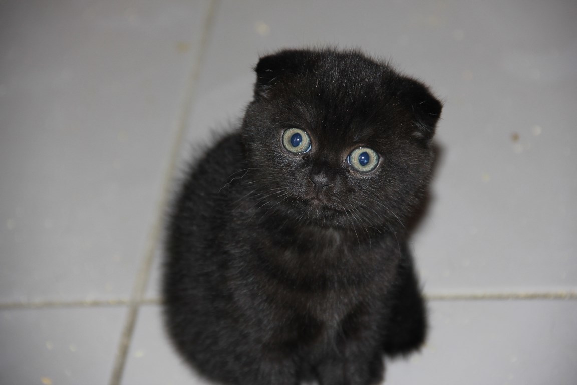 шотландский кот черный