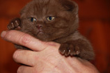 Британская лиловый котенок 1.5 месяца eridancats
