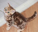Британский мраморный котенок 1.5 месяца eridancats