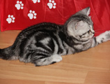 Британский мраморный котенок 2 месяца eridancats
