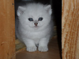 Британская голубая шиншилла котенок 1.5 месяца eridancats