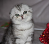 шотландский мраморный котенок 1.5 месяца eridancats