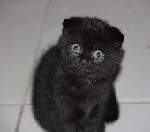 Шотландский черный котенок
