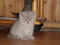 Британская лиловый котенок 1.5 месяца eridancats